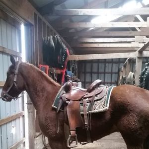 Meet your Posher, Bennie